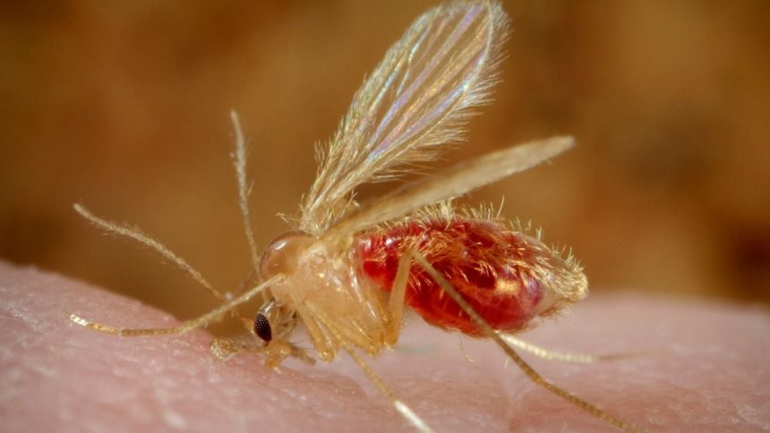 Parasites ‘Reawaken’ Woman’s Rare Birth Anomaly Decades Later : ScienceAlert