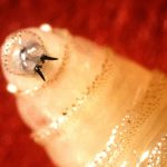 Rare Flesh-Eating Parasite Confirmed in Texas For First Time Since 1966 : ScienceAlert