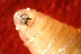 Rare Flesh-Eating Parasite Confirmed in Texas For First Time Since 1966 : ScienceAlert