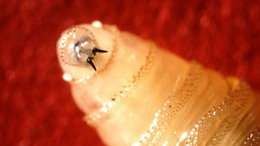 Rare Flesh-Eating Parasite Confirmed in Texas For First Time Since 1966 : ScienceAlert
