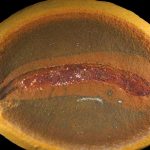 Remarkable fossils rewrite the story of how animals conquered the land