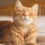 Scientists Reveal Simple Trick to Communicate With Your Cat : ScienceAlert