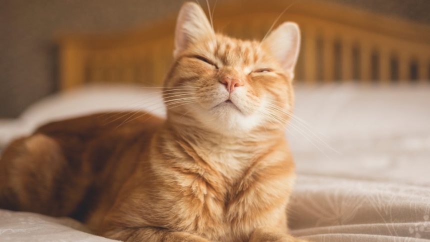 Scientists Reveal Simple Trick to Communicate With Your Cat : ScienceAlert