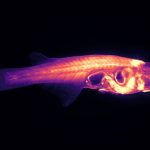 Scientists want to track a transparent fish’s brain in real time : NPR