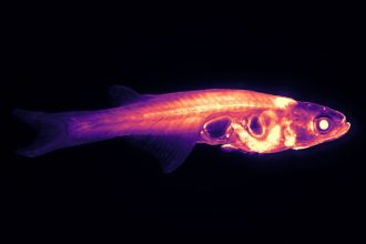 Scientists want to track a transparent fish’s brain in real time : NPR
