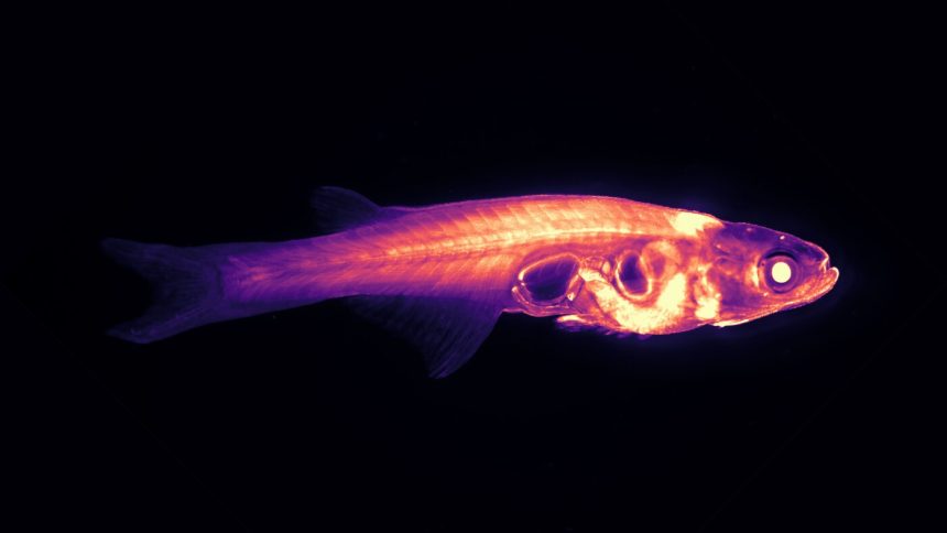 Scientists want to track a transparent fish’s brain in real time : NPR