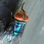 Screwworm Fly Detected In Texas Decades After Cattle Threat Was Largely Eradicated In U.S.