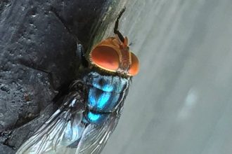 Screwworm Fly Detected In Texas Decades After Cattle Threat Was Largely Eradicated In U.S.