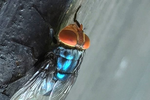 Screwworm Fly Detected In Texas Decades After Cattle Threat Was Largely Eradicated In U.S.