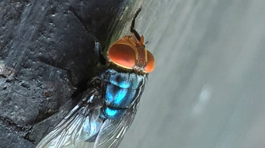 Screwworm Fly Detected In Texas Decades After Cattle Threat Was Largely Eradicated In U.S.