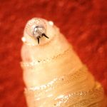 Screwworm could be the first species targeted by an ‘extinction drive’