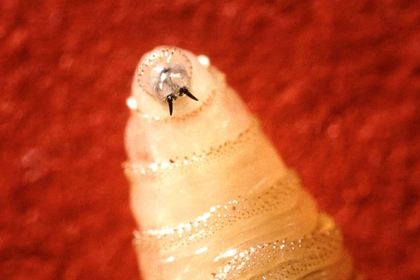 Screwworm could be the first species targeted by an ‘extinction drive’