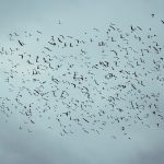 Social Constructs and Spontaneous Order