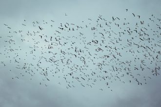 Social Constructs and Spontaneous Order