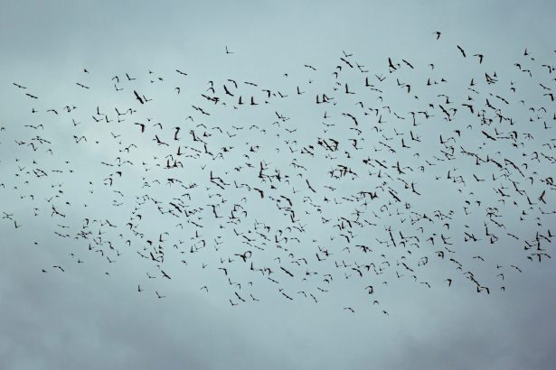 Social Constructs and Spontaneous Order