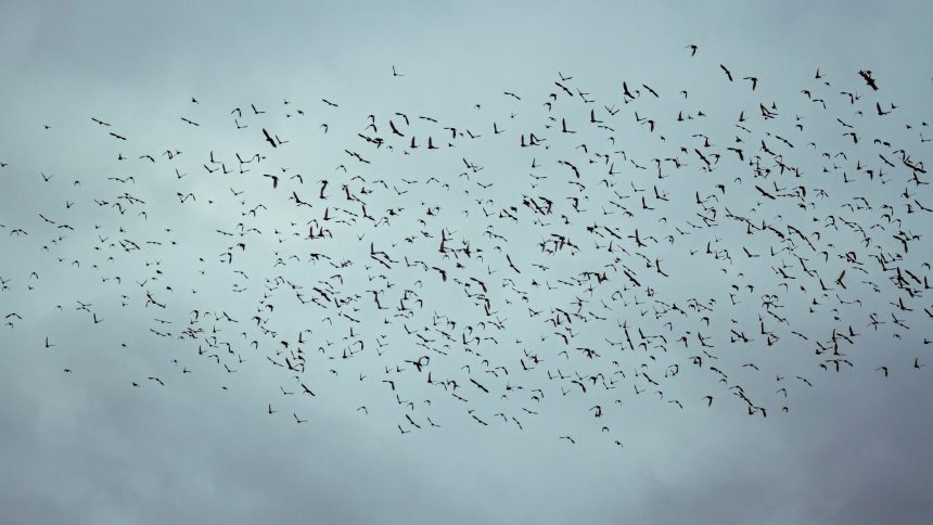 Social Constructs and Spontaneous Order