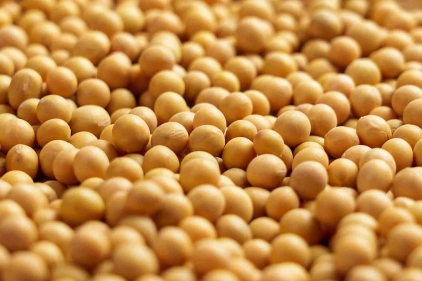 Soybean Oil Prices Fall as Crude Oil Slides Lower. 1 Trade to Make Here.