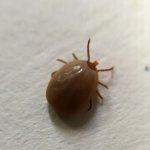 The Rising Threat Of Tick-Borne Diseases In America—Here’s What To Know