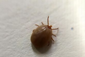 The Rising Threat Of Tick-Borne Diseases In America—Here’s What To Know