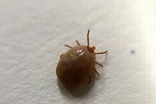 The Rising Threat Of Tick-Borne Diseases In America—Here’s What To Know