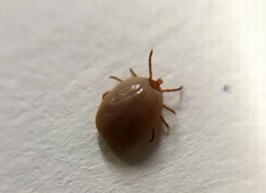 The Rising Threat Of Tick-Borne Diseases In America—Here’s What To Know