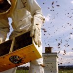 The fight to protect pollinators and people from the ‘pesticides that are everywhere’