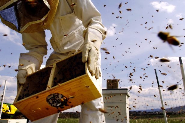 The fight to protect pollinators and people from the ‘pesticides that are everywhere’