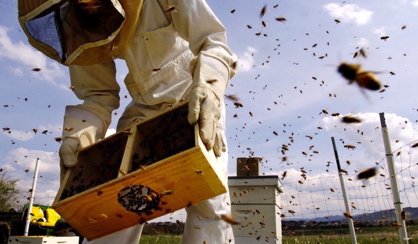 The fight to protect pollinators and people from the ‘pesticides that are everywhere’