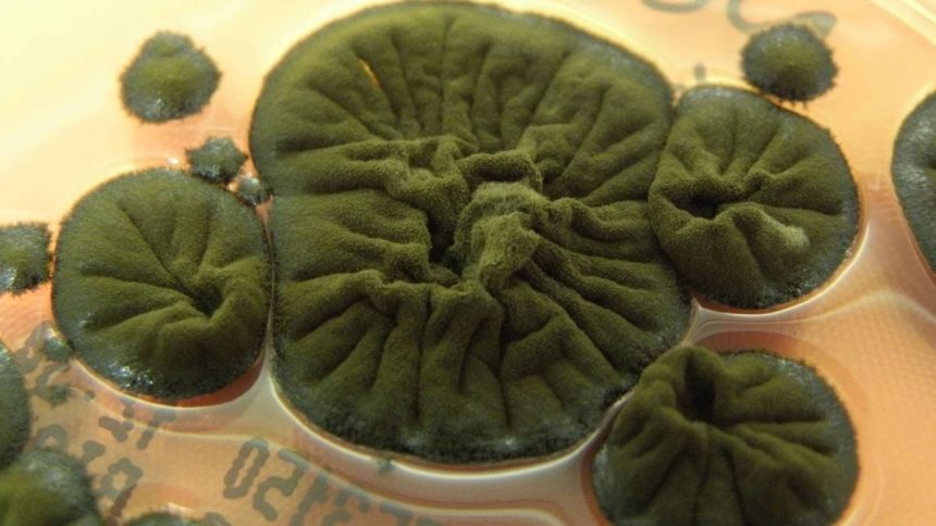 This Chernobyl Fungus Seems to Have Evolved an Incredible Ability : ScienceAlert