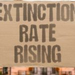 Vertebrate and Insect Extinctions in the 21st Century