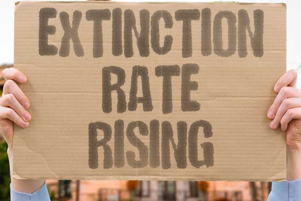 Vertebrate and Insect Extinctions in the 21st Century