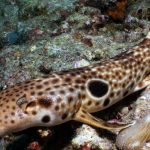 Walking shark found in Papua New Guinea is new to science