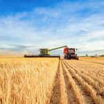 Wheat Falls Lower on Friday