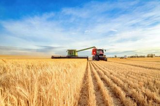 Wheat Falls Lower on Friday