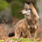 Wolves seen hunting European bison in rare camera-trap recording