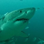 Woman Mauled by Shark At Sydney’s Iconic Coogee Beach