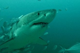 Woman Mauled by Shark At Sydney’s Iconic Coogee Beach