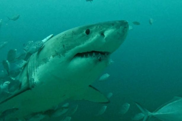 Woman Mauled by Shark At Sydney’s Iconic Coogee Beach