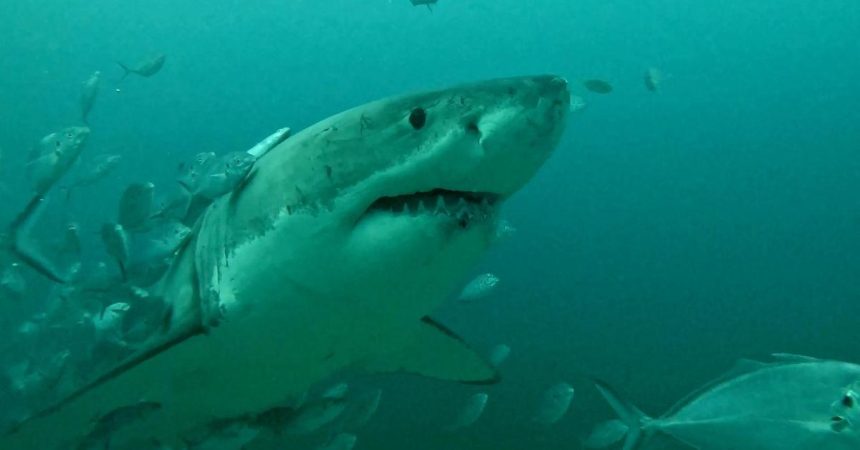 Woman Mauled by Shark At Sydney’s Iconic Coogee Beach