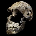 World’s Only Known Homo Naledi Burial Site May Be Entirely Female : ScienceAlert