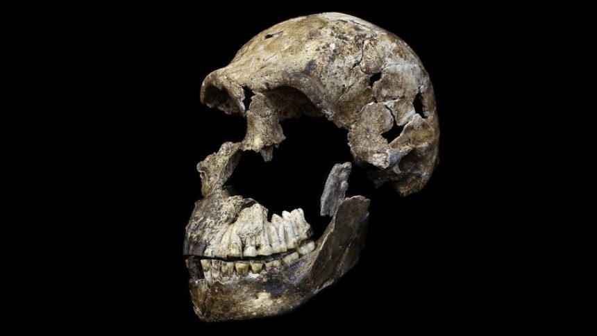 World’s Only Known Homo Naledi Burial Site May Be Entirely Female : ScienceAlert