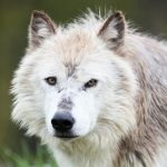 Yellowstone Wolves’ Forest Revival Was Overstated, Scientists Say : ScienceAlert