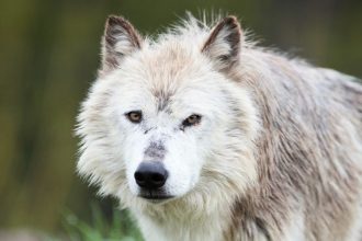 Yellowstone Wolves’ Forest Revival Was Overstated, Scientists Say : ScienceAlert