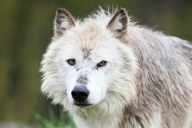 Yellowstone Wolves’ Forest Revival Was Overstated, Scientists Say : ScienceAlert