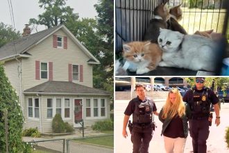 155 animals and counting rescued from Long Island’s urine-infested house of horrors: ‘We’ll get them all’