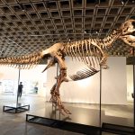 A T. rex fossil is up for auction and could fetch  million : NPR