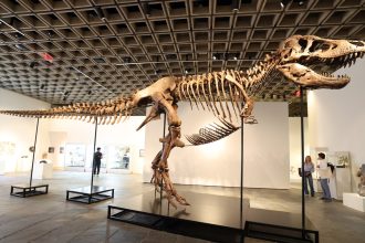 A T. rex fossil is up for auction and could fetch  million : NPR