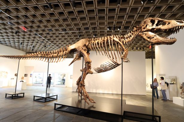 A T. rex fossil is up for auction and could fetch  million : NPR