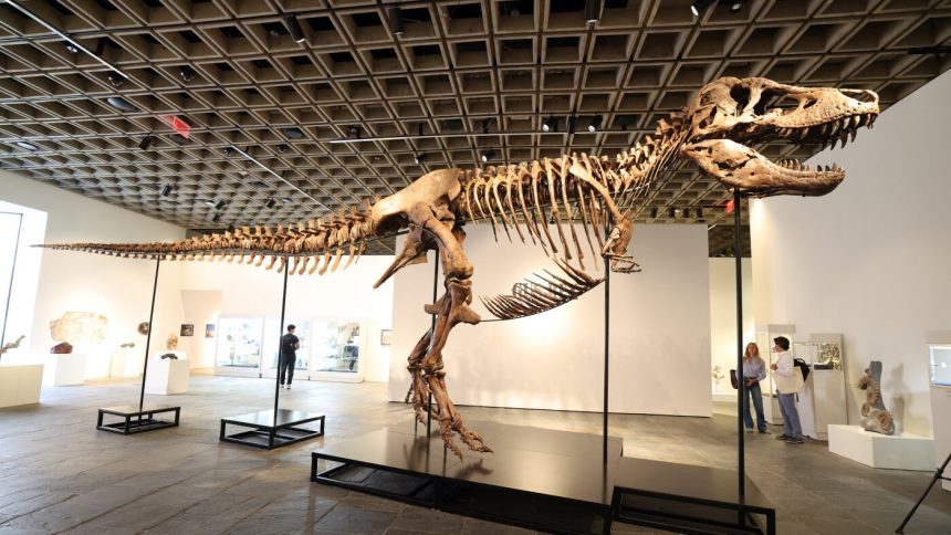 A T. rex fossil is up for auction and could fetch  million : NPR