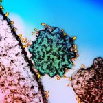A Two-Antibody Cocktail Targets Two Of The World’s Deadliest Viruses